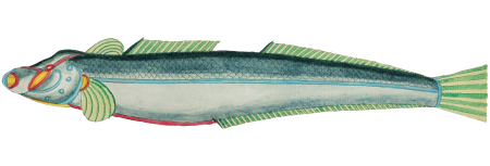Colourful and surreal illustrations of fishes found in Moluccas (Indonesia) and the East Indies by Louis Renard (1678 -1746) from Histoire naturelle des plus rares curiositez de la mer des Indes (1754).