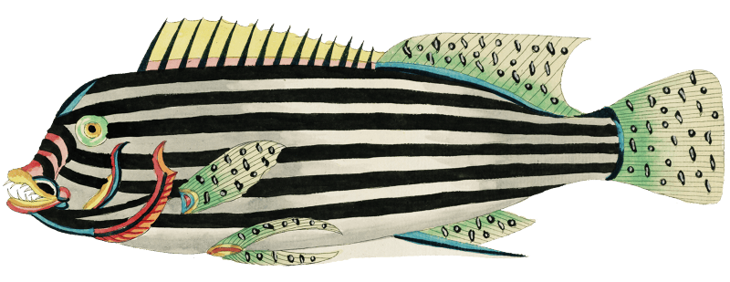 Colourful and surreal illustrations of fishes found in Moluccas (Indonesia) and the East Indies by Louis Renard (1678 -1746) from Histoire naturelle des plus rares curiositez de la mer des Indes (1754).