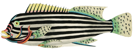 Colourful and surreal illustrations of fishes found in Moluccas (Indonesia) and the East Indies by Louis Renard (1678 -1746) from Histoire naturelle des plus rares curiositez de la mer des Indes (1754).