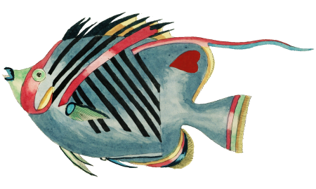 Colourful and surreal illustrations of fishes found in Moluccas (Indonesia) and the East Indies by Louis Renard (1678 -1746) from Histoire naturelle des plus rares curiositez de la mer des Indes (1754).