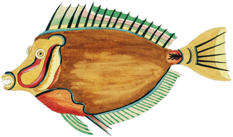 Colourful and surreal illustrations of fishes found in Moluccas (Indonesia) and the East Indies by Louis Renard (1678 -1746) from Histoire naturelle des plus rares curiositez de la mer des Indes (1754).
