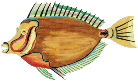 Colourful and surreal illustrations of fishes found in Moluccas (Indonesia) and the East Indies by Louis Renard (1678 -1746) from Histoire naturelle des plus rares curiositez de la mer des Indes (1754).