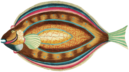Colourful and surreal illustrations of fishes found in Moluccas (Indonesia) and the East Indies by Louis Renard (1678 -1746) from Histoire naturelle des plus rares curiositez de la mer des Indes (1754).
