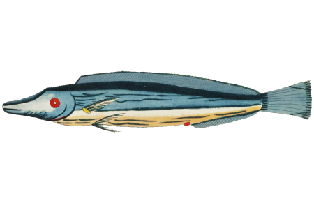 Colourful and surreal illustrations of fishes found in Moluccas (Indonesia) and the East Indies by Louis Renard (1678 -1746) from Histoire naturelle des plus rares curiositez de la mer des Indes (1754).