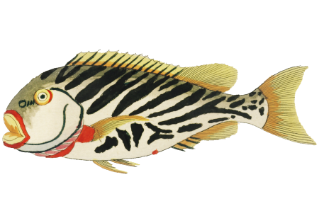 Colourful and surreal illustrations of fishes found in Moluccas (Indonesia) and the East Indies by Louis Renard (1678 -1746) from Histoire naturelle des plus rares curiositez de la mer des Indes (1754).