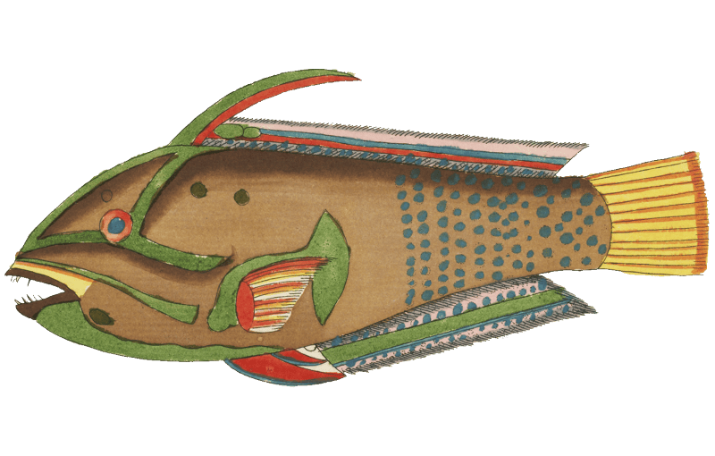Colourful and surreal illustrations of fishes found in Moluccas (Indonesia) and the East Indies by Louis Renard (1678 -1746) from Histoire naturelle des plus rares curiositez de la mer des Indes (1754).