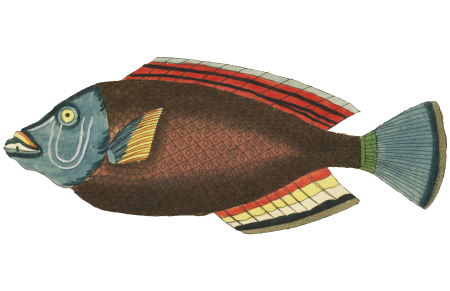 Colourful and surreal illustrations of fishes found in Moluccas (Indonesia) and the East Indies by Louis Renard (1678 -1746) from Histoire naturelle des plus rares curiositez de la mer des Indes (1754).