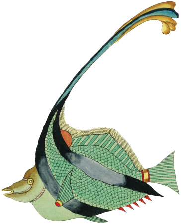 Colourful and surreal illustrations of fishes found in Moluccas (Indonesia) and the East Indies by Louis Renard (1678 -1746) from Histoire naturelle des plus rares curiositez de la mer des Indes (1754).