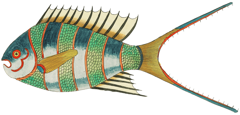 Colourful and surreal illustrations of fishes found in Moluccas (Indonesia) and the East Indies by Louis Renard (1678 -1746) from Histoire naturelle des plus rares curiositez de la mer des Indes (1754).