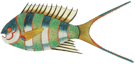 Colourful and surreal illustrations of fishes found in Moluccas (Indonesia) and the East Indies by Louis Renard (1678 -1746) from Histoire naturelle des plus rares curiositez de la mer des Indes (1754).