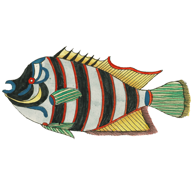 Colourful and surreal illustrations of fishes found in Moluccas ...