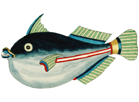 Colourful and surreal illustrations of fishes found in Moluccas (Indonesia) and the East Indies by Louis Renard (1678 -1746) from Histoire naturelle des plus rares curiositez de la mer des Indes (1754).