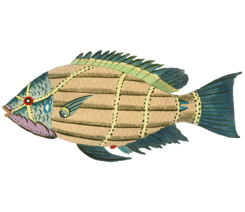 Colourful and surreal illustrations of fishes found in Moluccas (Indonesia) and the East Indies by Louis Renard (1678 -1746) from Histoire naturelle des plus rares curiositez de la mer des Indes (1754).