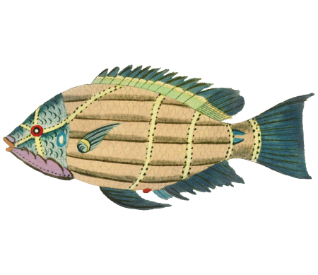 Colourful and surreal illustrations of fishes found in Moluccas (Indonesia) and the East Indies by Louis Renard (1678 -1746) from Histoire naturelle des plus rares curiositez de la mer des Indes (1754).