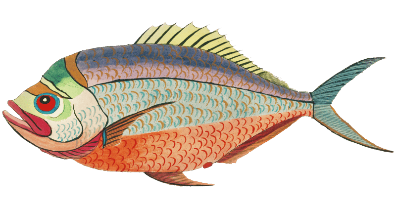 Colourful and surreal illustrations of fishes found in Moluccas (Indonesia) and the East Indies by Louis Renard (1678 -1746) from Histoire naturelle des plus rares curiositez de la mer des Indes (1754).
