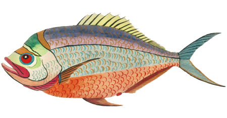 Colourful and surreal illustrations of fishes found in Moluccas (Indonesia) and the East Indies by Louis Renard (1678 -1746) from Histoire naturelle des plus rares curiositez de la mer des Indes (1754).