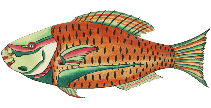 Colourful and surreal illustrations of fishes found in Moluccas (Indonesia) and the East Indies by Louis Renard (1678 -1746) from Histoire naturelle des plus rares curiositez de la mer des Indes (1754).