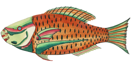 Colourful and surreal illustrations of fishes found in Moluccas (Indonesia) and the East Indies by Louis Renard (1678 -1746) from Histoire naturelle des plus rares curiositez de la mer des Indes (1754).