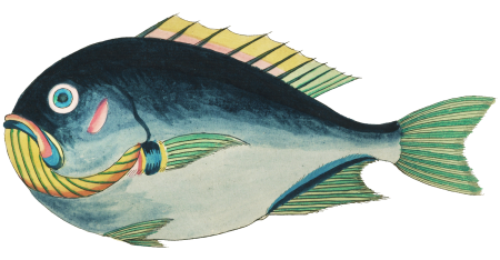 Colourful and surreal illustrations of fishes found in Moluccas (Indonesia) and the East Indies by Louis Renard (1678 -1746) from Histoire naturelle des plus rares curiositez de la mer des Indes (1754).