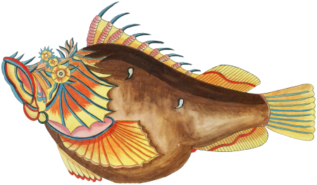 Colourful and surreal illustrations of fishes found in Moluccas (Indonesia) and the East Indies by Louis Renard (1678 -1746) from Histoire naturelle des plus rares curiositez de la mer des Indes (1754).