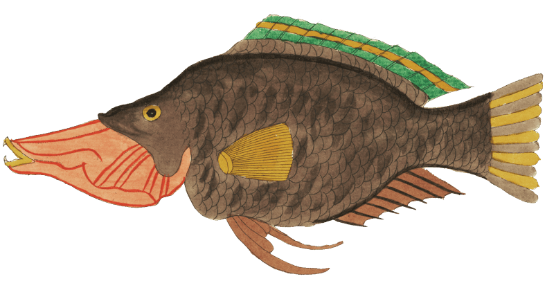 Colourful and surreal illustrations of fishes found in Moluccas (Indonesia) and the East Indies by Louis Renard (1678 -1746) from Histoire naturelle des plus rares curiositez de la mer des Indes (1754).