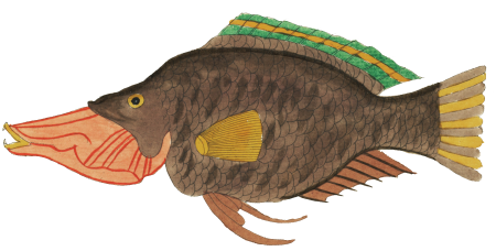 Colourful and surreal illustrations of fishes found in Moluccas (Indonesia) and the East Indies by Louis Renard (1678 -1746) from Histoire naturelle des plus rares curiositez de la mer des Indes (1754).