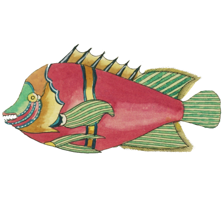 Colourful and surreal illustrations of fishes found in Moluccas (Indonesia) and the East Indies by Louis Renard (1678 -1746) from Histoire naturelle des plus rares curiositez de la mer des Indes (1754).