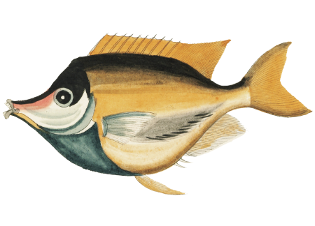 Colourful and surreal illustrations of fishes found in Moluccas (Indonesia) and the East Indies by Louis Renard (1678 -1746) from Histoire naturelle des plus rares curiositez de la mer des Indes (1754).