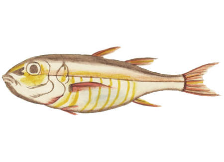Colourful and surreal illustrations of fishes found in Moluccas (Indonesia) and the East Indies by Louis Renard (1678 -1746) from Histoire naturelle des plus rares curiositez de la mer des Indes (1754).