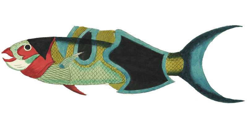 Colourful and surreal illustrations of fishes found in Moluccas (Indonesia) and the East Indies by Louis Renard (1678 -1746) from Histoire naturelle des plus rares curiositez de la mer des Indes (1754).