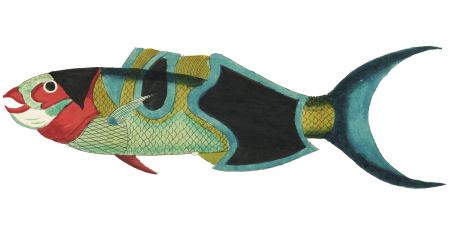 Colourful and surreal illustrations of fishes found in Moluccas (Indonesia) and the East Indies by Louis Renard (1678 -1746) from Histoire naturelle des plus rares curiositez de la mer des Indes (1754).