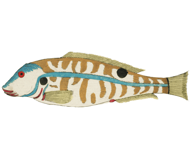 Colourful and surreal illustrations of fishes found in Moluccas (Indonesia) and the East Indies by Louis Renard (1678 -1746) from Histoire naturelle des plus rares curiositez de la mer des Indes (1754).