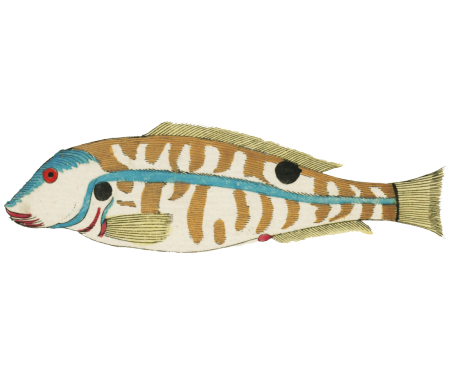 Colourful and surreal illustrations of fishes found in Moluccas (Indonesia) and the East Indies by Louis Renard (1678 -1746) from Histoire naturelle des plus rares curiositez de la mer des Indes (1754).