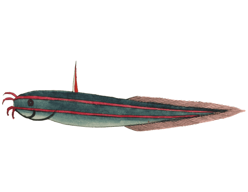 Colourful and surreal illustrations of fishes found in Moluccas (Indonesia) and the East Indies by Louis Renard (1678 -1746) from Histoire naturelle des plus rares curiositez de la mer des Indes (1754).
