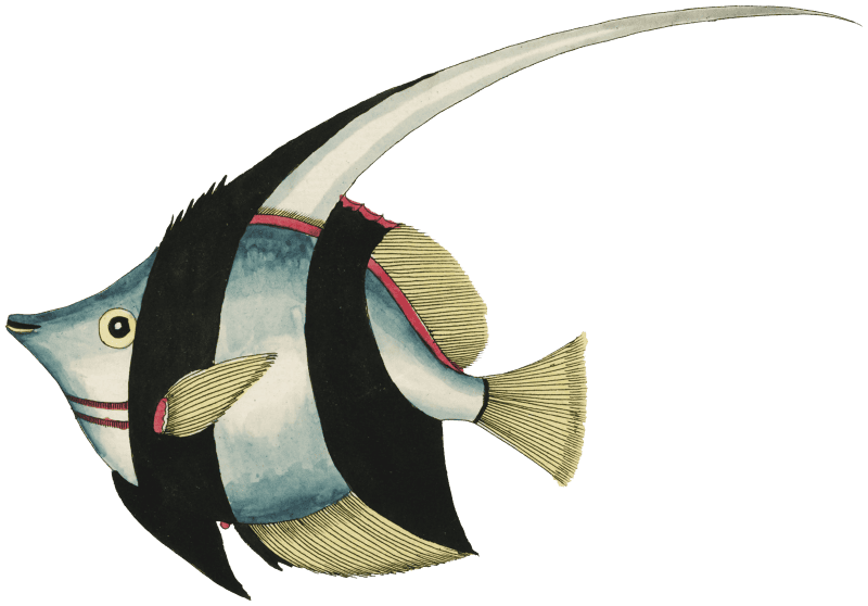 Colourful and surreal illustrations of fishes found in Moluccas ...