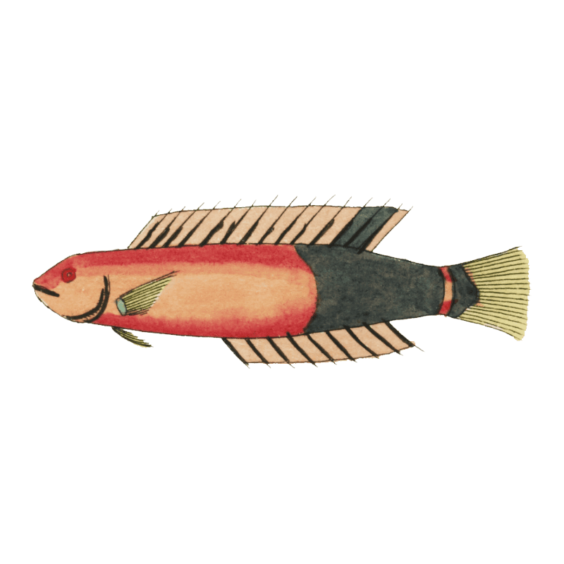 Colourful and surreal illustrations of fishes found in Moluccas (Indonesia) and the East Indies by Louis Renard (1678 -1746) from Histoire naturelle des plus rares curiositez de la mer des Indes (1754).
