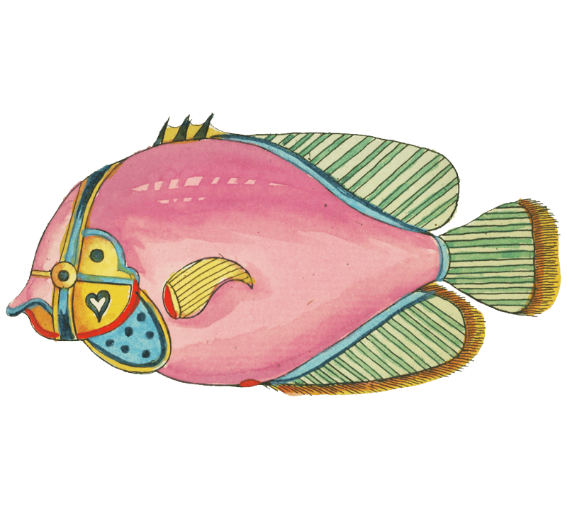 Colourful and surreal illustrations of fishes found in Moluccas (Indonesia) and the East Indies by Louis Renard (1678 -1746) from Histoire naturelle des plus rares curiositez de la mer des Indes (1754).