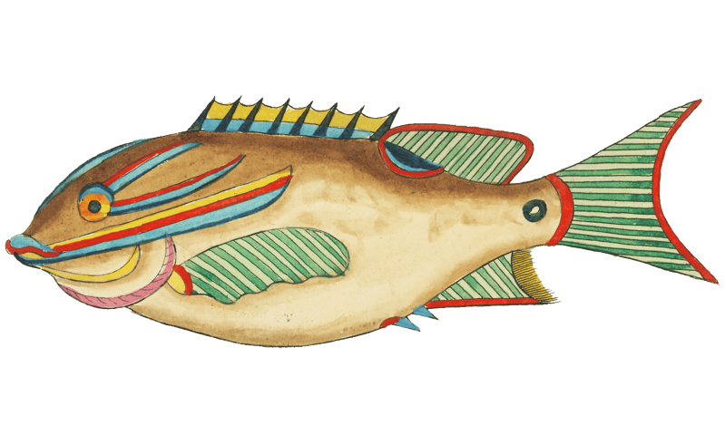 Colourful and surreal illustrations of fishes found in Moluccas (Indonesia) and the East Indies by Louis Renard (1678 -1746) from Histoire naturelle des plus rares curiositez de la mer des Indes (1754).