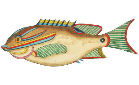 Colourful and surreal illustrations of fishes found in Moluccas (Indonesia) and the East Indies by Louis Renard (1678 -1746) from Histoire naturelle des plus rares curiositez de la mer des Indes (1754).