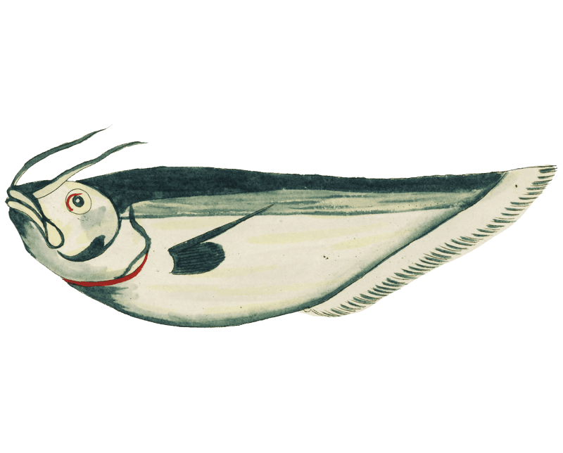 Colourful and surreal illustrations of fishes found in Moluccas (Indonesia) and the East Indies by Louis Renard (1678 -1746) from Histoire naturelle des plus rares curiositez de la mer des Indes (1754).