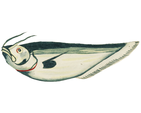 Colourful and surreal illustrations of fishes found in Moluccas (Indonesia) and the East Indies by Louis Renard (1678 -1746) from Histoire naturelle des plus rares curiositez de la mer des Indes (1754).