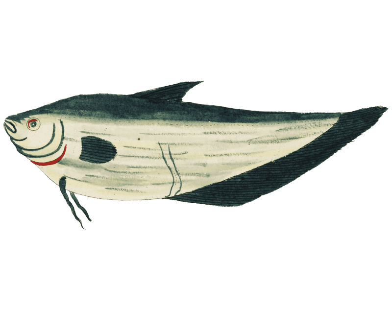 Colourful and surreal illustrations of fishes found in Moluccas (Indonesia) and the East Indies by Louis Renard (1678 -1746) from Histoire naturelle des plus rares curiositez de la mer des Indes (1754).