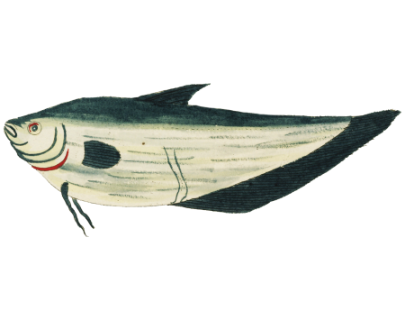 Colourful and surreal illustrations of fishes found in Moluccas (Indonesia) and the East Indies by Louis Renard (1678 -1746) from Histoire naturelle des plus rares curiositez de la mer des Indes (1754).