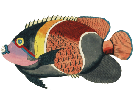 Colourful and surreal illustrations of fishes found in Moluccas (Indonesia) and the East Indies by Louis Renard (1678 -1746) from Histoire naturelle des plus rares curiositez de la mer des Indes (1754).