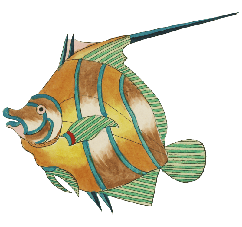 Colourful and surreal illustrations of fishes found in Moluccas (Indonesia) and the East Indies by Louis Renard (1678 -1746) from Histoire naturelle des plus rares curiositez de la mer des Indes (1754).