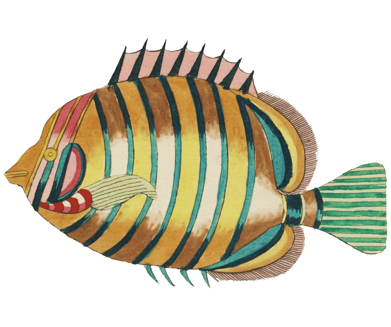 Colourful and surreal illustrations of fishes found in Moluccas (Indonesia) and the East Indies by Louis Renard (1678 -1746) from Histoire naturelle des plus rares curiositez de la mer des Indes (1754).