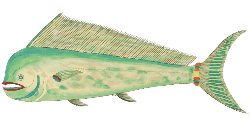 Colourful and surreal illustrations of fishes found in Moluccas (Indonesia) and the East Indies by Louis Renard (1678 -1746) from Histoire naturelle des plus rares curiositez de la mer des Indes (1754).