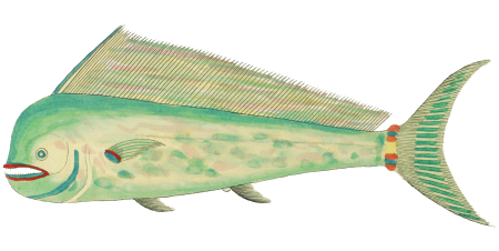 Colourful and surreal illustrations of fishes found in Moluccas (Indonesia) and the East Indies by Louis Renard (1678 -1746) from Histoire naturelle des plus rares curiositez de la mer des Indes (1754).
