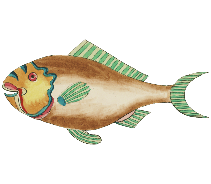Colourful and surreal illustrations of fishes found in Moluccas (Indonesia) and the East Indies by Louis Renard (1678 -1746) from Histoire naturelle des plus rares curiositez de la mer des Indes (1754).