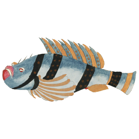Colourful and surreal illustrations of fishes found in Moluccas (Indonesia) and the East Indies by Louis Renard (1678 -1746) from Histoire naturelle des plus rares curiositez de la mer des Indes (1754).